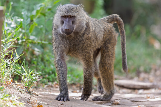 A yellow baboon (Papio cynocephalus) walking.