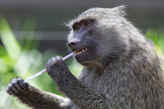 A yellow baboon (Papio cynocephalus) eating from the trash.