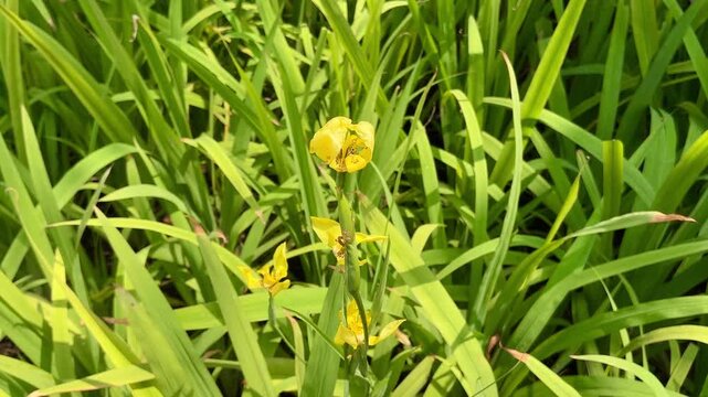 4K footage of yellow walking iris flower swaying among green foliage in sunny tropical garden. Seamless loop fo biophilic design, wellness, sustainability and mental health video content.