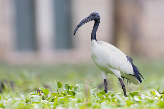 African sacred ibis (Threskiornis aethiopicus) foraging at the swamps.