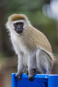 A vervet monkey (Chlorocebus pygerythrus) eating on a garbage can.