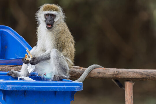 A vervet monkey (Chlorocebus pygerythrus) eating on a garbage can.