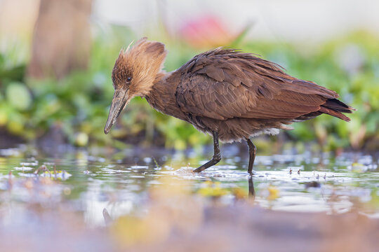An adult hamerkop (Scopus umbretta) foraging in shallow water.
