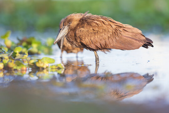 An adult hamerkop (Scopus umbretta) foraging in shallow water.