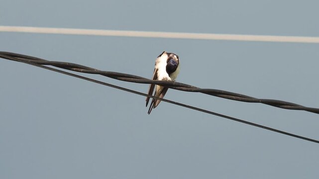 Female barn swallow (Hirundo rustica) grooming its plumage while perched on a wire before taking off.