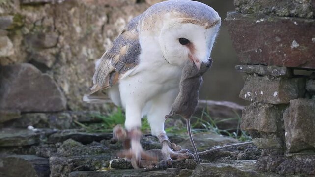 Barn Owl Trying to Eat Mouse in Old Stone ruin, Ireland
