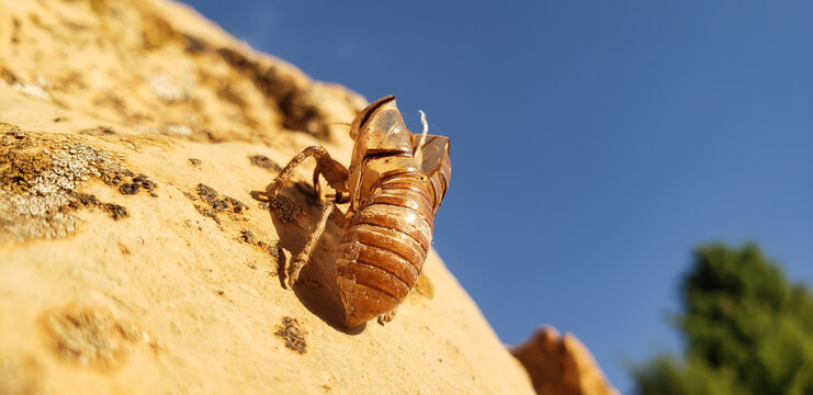 Macro shot of a cicada nymph empty shell exuvia on a rock after molting
