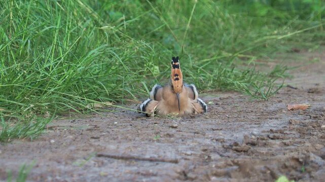 Eurasian hoopoe (Upupa epops) taking a dust bath before searching for insects