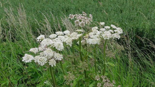 White hogweed flowers and tall green grass gently moving in the breeze on a summer day
