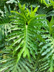 Vibrant green split leaf philodendron in sunlight. Tropical plant texture for biophilic design, sustainable, eco concept, air purifying house plant and mental wellness background. © Rati