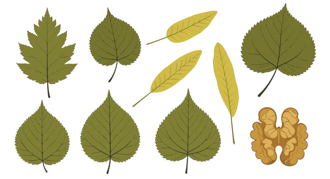 Botanical illustration set featuring green and yellow deciduous leaves from elm and linden trees, plus a shelled walnut kernel, isolated on white background for graphic design.
