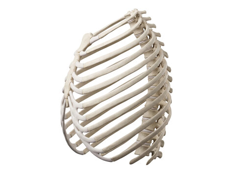 Human rib cage skeletal structure rendered in sharp detail showing white bony texture and anatomical accuracy for medical research and educational purposes isolated against a solid white background fo