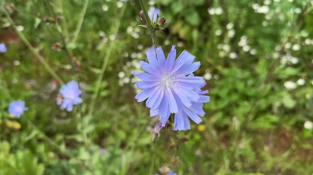 Blue chicory flowers closeup. Cichorium intybus