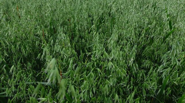 Young green oat panicles swaying in the wind forming a dense natural background