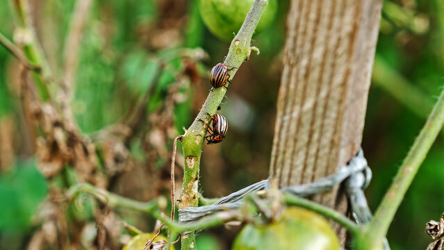 Macro Closeup Of Two Colorado Beetles On Diseased Tomato Plant Stem, Crop Infestation And Farming Damage Concept