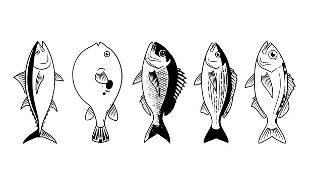 Japanese Seafood Fish Vector Set with Bluefin Tuna Puffer Red Sea Bream Grunt and Golden Snapper Isolated