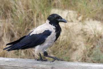 Nebelkrähe (Corvus cornix) spaziert auf einem Holzgeländer vor einer bewachsenen Düne - Zinnowitz, Insel Usedom, Deutschland © Robert Schneider