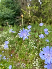 Fototapeta premium Cichorium intybus. Blue chicory flowers or a roadside cornflower. Vertical