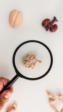 Examining internal organs with a magnifying glass, representing medical research