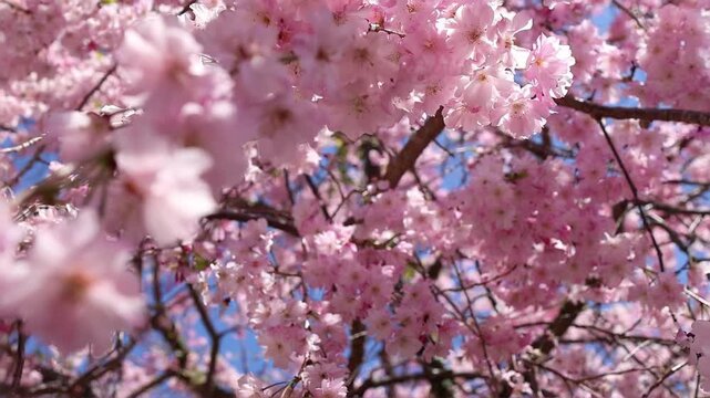 Soft close-up of pink sakura cherry blossoms in Japan with blurred flowers, blue sky glimpses and delicate spring atmosphere. Floral nature background for travel, hanami and seasonal design themes.
