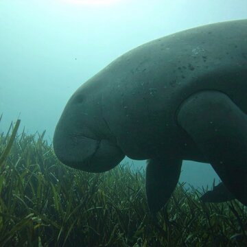 Giant green sea turtle swimming in crystal clear ocean water.