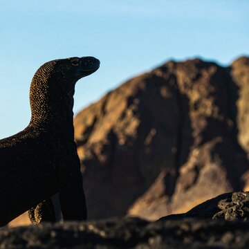 Elephant silhouette against dramatic sunset backdrop.