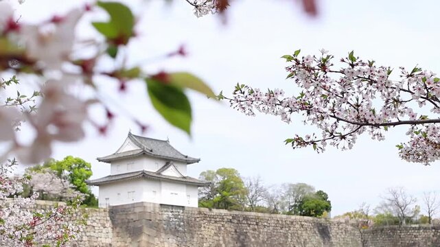 Cherry blossoms blooming near the wall and tower of Osaka Castle in Japan. Soft floral foreground, historic landmark and spring landscape for tourism, hanami and Japanese culture themes.