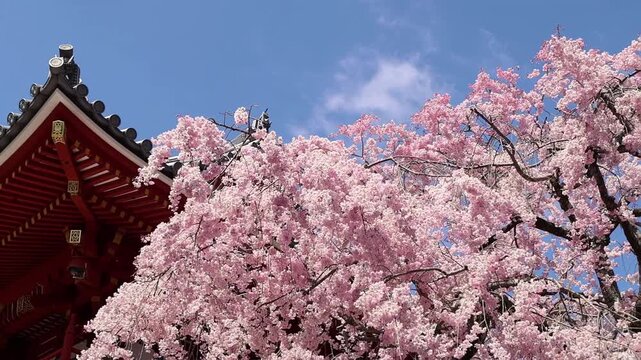 Pink cherry blossoms blooming beside traditional red temple roof Katsuo ji in Japan against a bright blue sky. Beautiful spring travel scene with sakura, Japanese architecture and cultural atmosphere.