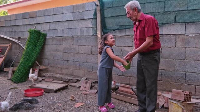 An elderly man and young girl feed chickens in a backyard coop, showing rural family life, grandparent bonding, poultry care, daily chores, village living, and sustainable homestead lifestyle.