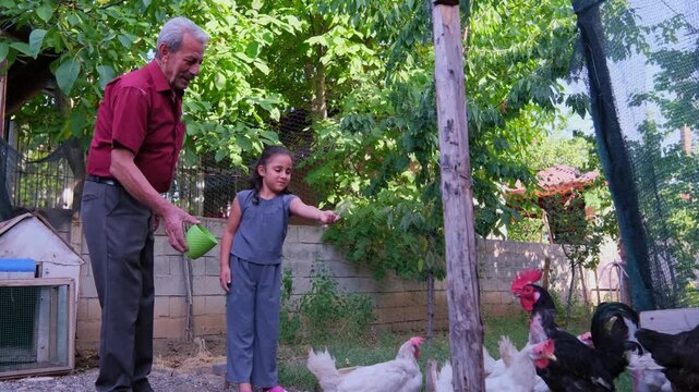 An elderly man and young girl feed chickens in a backyard coop, showing rural family life, grandparent bonding, poultry care, daily chores, village living, and sustainable homestead lifestyle.