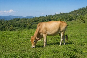 A small light brown cow grazing on a lush green hillside under a clear sky. © chrissie