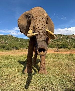 Elephant standing close up on savanna in Kenya