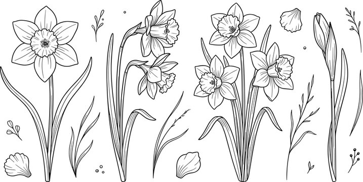Daffodil Botanical Line Art Vector Set with Narcissus Flower Blossoms Buds Petals Stems Leaves and Wild Meadow Grasses