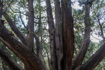 Fototapeta premium Cypress trunks with grooved bark, needles, and blue sky in daytime forest, China
