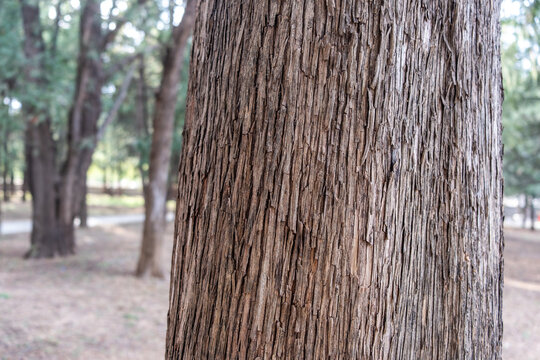 Rough tree bark close-up on park trunk in China with blurred daytime tree rows