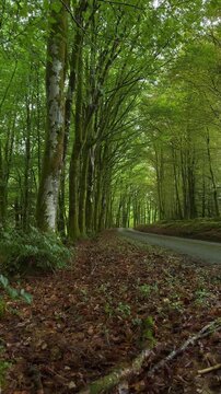 Coed y Brenin Forest green tree tunnel, Snowdonia National Park, North Wales, UK