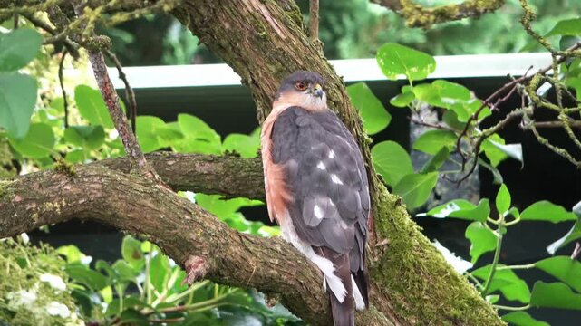 Sharp shinned hawk perching on a mossy branch