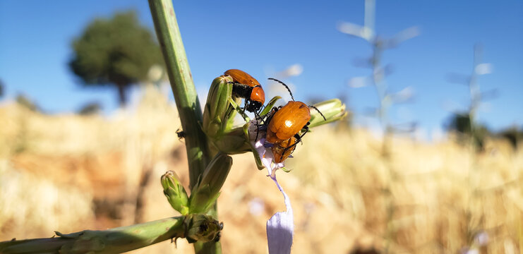 Macro photography of orange leaf beetles on a purple wildflower against blue sky
