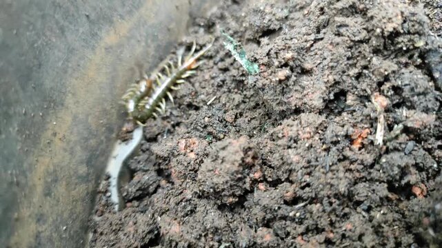 caterpillar on a move