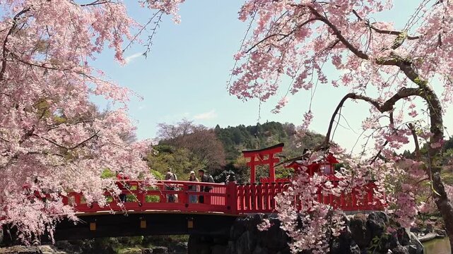 OSAKA, JAPAN - 11.04.2026: Beautiful sakura season at Katsuo-ji, Japan, featuring blooming cherry trees, traditional red bridge and soft spring landscape. Japanese culture, travel and hanami concept.