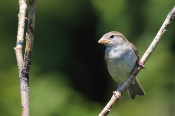 Obraz premium Haussperling / House sparrow / Passer domesticus