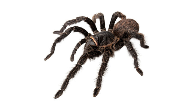 Creepy wild tarantula spider hairy arachnid isolated on transparent background