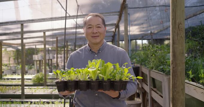 Senior Asian man in blue shirt presenting black seedling tray, bringing closer as camera tightens