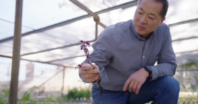 Senior Asian man in boots seeing purple plug in greenhouse, kneeling, pulling and checking replant