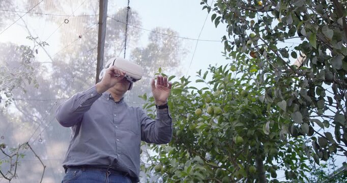 African woman using VR headset, adjusting, reaching and inspecting fruit under netting for research
