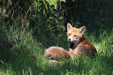 Obraz premium Rotfuchs / Red fox / Vulpes vulpes