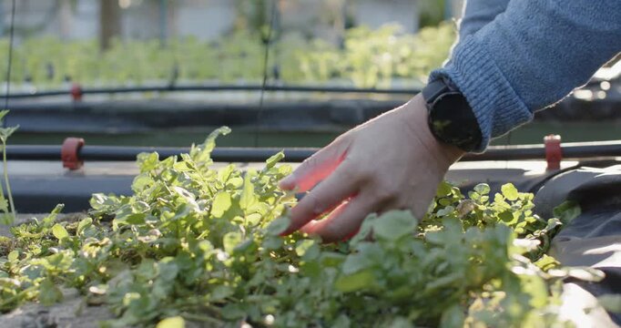 Mid-adult female hands reaching right, pinching greens on tray, checking watch for harvest