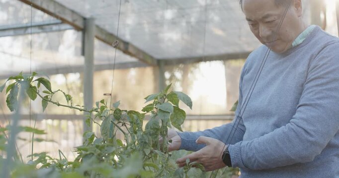 Senior Asian man scanning plants, adjusting wires on pots, supporting stems in nursery, copy space