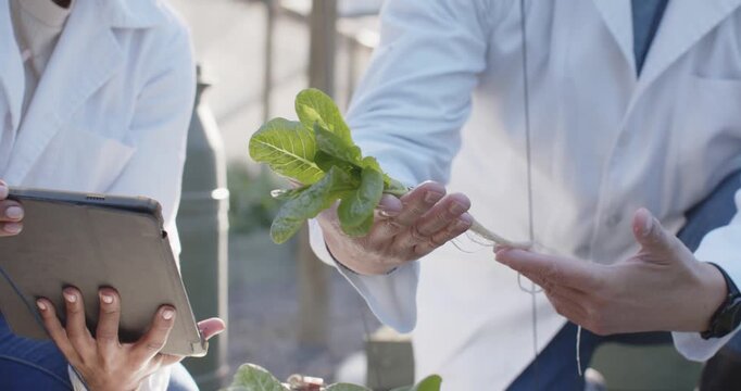 Diverse coworkers in lab coats showing hydroponic lettuce and checking roots with tablet for health