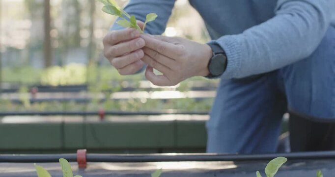 Senior Asian man in blue sweater examining seedling greenhouse during check noting roots tray watch